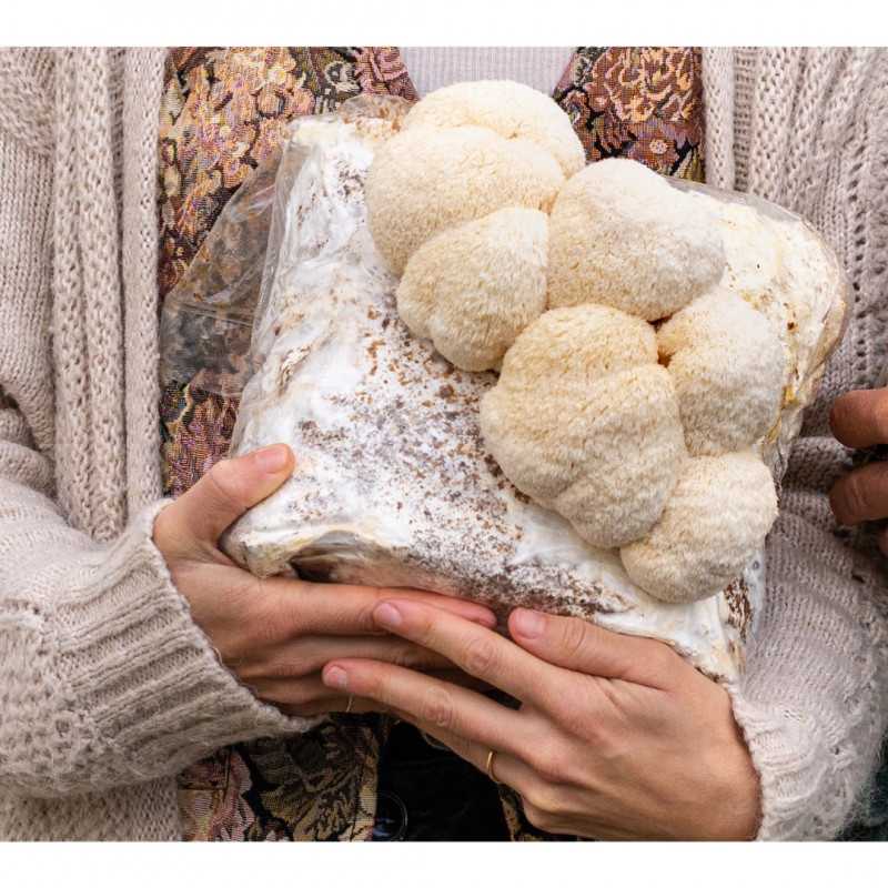 Borsa per la coltivazione di funghi Criniera di Leone