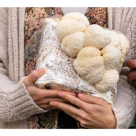Bossa de cultiu de Bolet Carner (Hericium erinaceus) de Boscum
