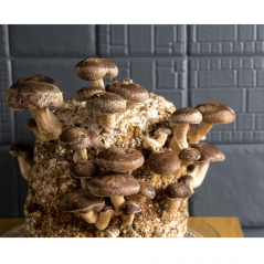 Bossa de cultiu de bolets Shiitake de Boscum
