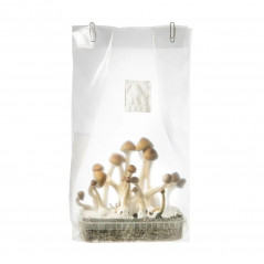 Kit de cultivo de cogumelos mágicos  B+ - Innervisions