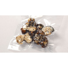 Psilocybe Atlantis - Freshmushrooms
