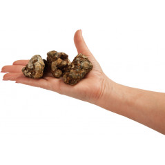 Psilocybe Atlantis - Freshmushrooms