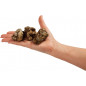 Psilocybe Atlantis - Freshmushrooms Psilocybe Atlantis - Freshmushrooms