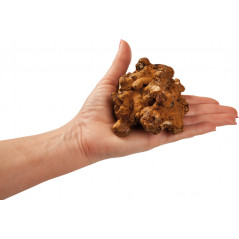Trufes màgiques Psilocybe Hollandia de Freshmushrooms