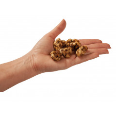 Trufes màgiques Psilocybe Galindoi de Freshmushrooms