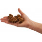Trufes Psilocybe Mexicana - Freshmushrooms Trufes Psilocybe Mexicana - Freshmushrooms