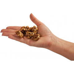Trufes màgiques Psilocybe Tampanensis de Freshmushrooms
