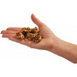 Trufes Psilocybe Tampanensis - Freshmushrooms Trufes Psilocybe Tampanensis - Freshmushrooms