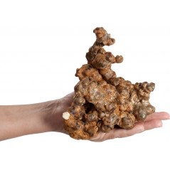 Trufes màgiques Psilocybe Utopia de Freshmushrooms
