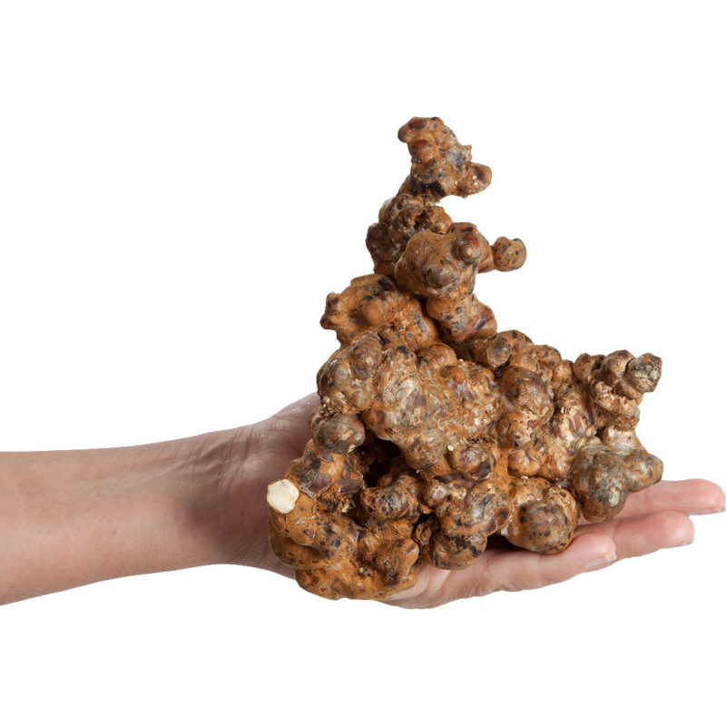 Trufes Psilocybe Utopia - Freshmushrooms