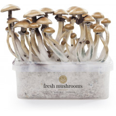 Kit de cultiu de bolets màgics Golden Teacher - Freshmushrooms