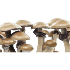 Kit de cultiu de bolets màgics Golden Teacher - Freshmushrooms