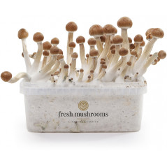 Kit de cultiu de bolets màgics Mazatapec XP - Freshmushrooms