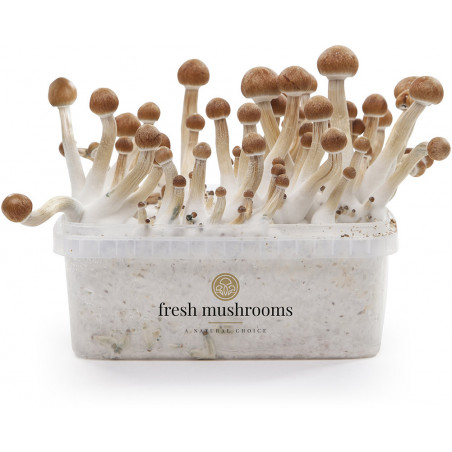 Kit de cultiu de bolets màgics Mazatapec XP - Freshmushrooms