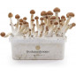 Kit di coltivazione di funghi magici Mazatapec XP Kit di coltivazione di funghi magici Mazatapec XP