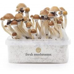 Pa de cultiu de bolets màgics McKennaii de Freshmushrooms