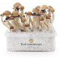 Kit di coltivazione dei funghi McKennaii XP Kit di coltivazione dei funghi McKennaii XP