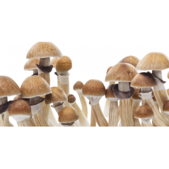 Kit de coltivazione di funghi magici McKennaii - Freshmushrooms