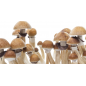 Kit de cultiu de bolets màgics McKennaii XP Kit de cultiu de bolets màgics McKennaii XP