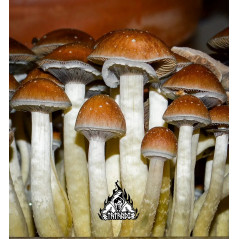 Mexican Magic Mushroom Grow Kit - Tatandi
