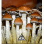 Mexican Mushroom Grow Kit - Tatandi Mexican Mushroom Grow Kit - Tatandi