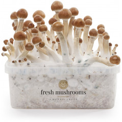 Pan de cultivo de setas mágicas B+ de Freshmushrooms