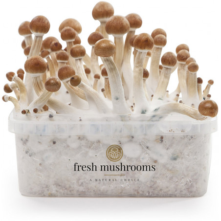 Pan de cultivo de setas mágicas B+ de Freshmushrooms
