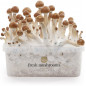 B+ Magic Mushroom Grow Kit XP B+ Magic Mushroom Grow Kit XP