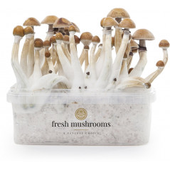  Pa de cultiu de bolets Mexicans XP de Freshmushrooms
