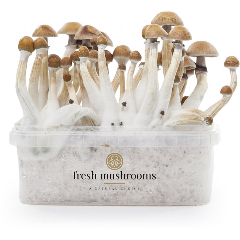 Kit di coltivazione di funghi magici Mexican XP Kit di coltivazione di funghi magici Mexican XP