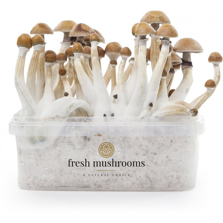  Pa de cultiu de bolets Mexicans XP de Freshmushrooms
