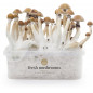 Kit di coltivazione di funghi magici Mexican XP Kit di coltivazione di funghi magici Mexican XP