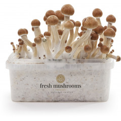 Pa de bolets al·lucinògens Ecuador de Freshmushrooms