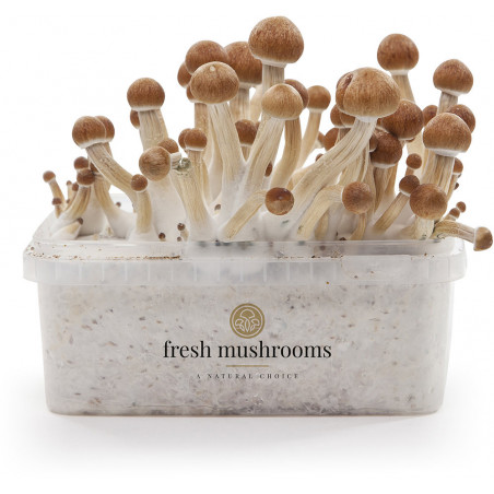 Pa de bolets al·lucinògens Ecuador de Freshmushrooms