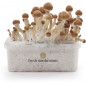 Ecuador Magic Mushroom Grow Kit XP