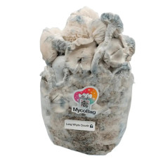 Bossa de cultiu de bolets al·lucinògens Long White Cloudz de Mycobag