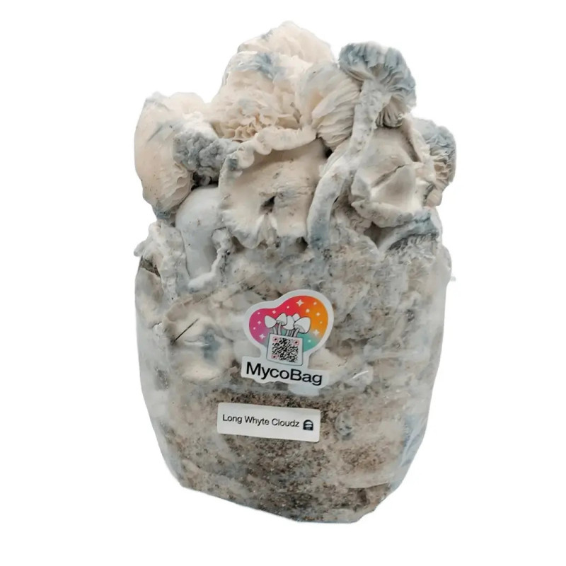 Bossa de cultiu de bolets Long White Cloudz - Mycobag Bossa de cultiu de bolets Long White Cloudz - Mycobag