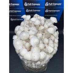 Bossa de cultiu de bolets al·lucinògens Long White Cloudz de Mycobag