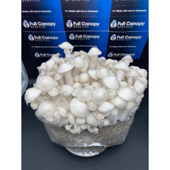 Bossa de cultiu de bolets al·lucinògens Long White Cloudz de Mycobag