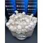 Bossa de cultiu de bolets Long White Cloudz - Mycobag Bossa de cultiu de bolets Long White Cloudz - Mycobag