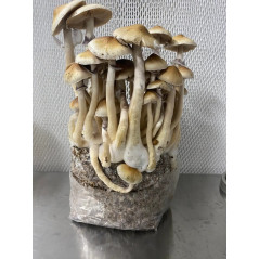 Bossa de cultiu de bolets al·lucinògens Cascadian Teacher de Mycobag