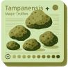 Tampanensis