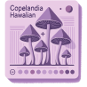Copelandia Hawaiian